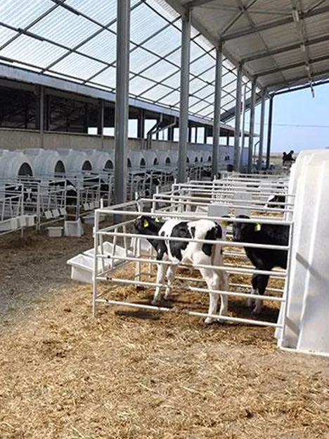 Taşınabilir buzağı kulübelerinin önemi